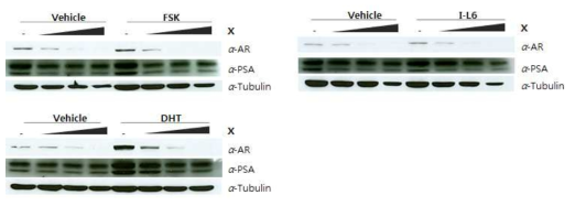 합성물질 X의 AR 및 PSA의 단백질 발현 조절