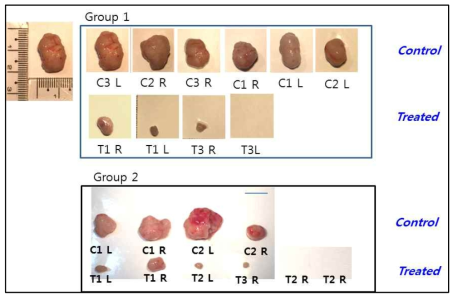 거세된 생쥐에서 control과 합성물질을 투여한 경우 채취한 tumor 크기