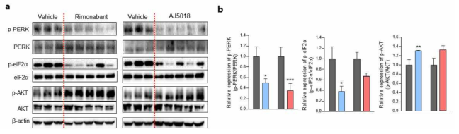 db/db 마우스의 간조직에서 AJ5018에 의한 ER stress와 인슐린 저항성 완화