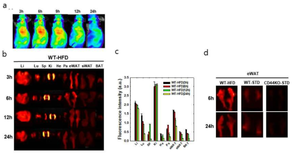 Near-infrared fluorescence(NIRF)를 통한 HA나노입자의 in vivo biodistribution 분석