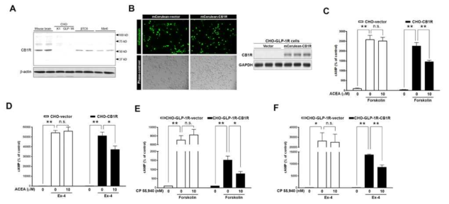 CHO-GLP-1R에서 CB1R에 의한 세포내 cAMP 양 변화