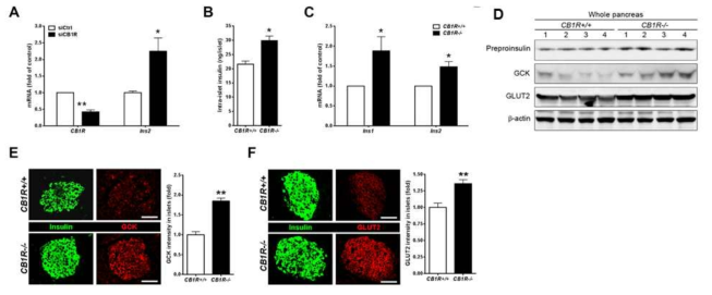 CB1R 억제에 의한 베타세포 내 인슐린, GCK, GLUT2 발현 변화