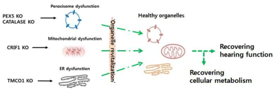 Creative and adventurous research approach for defining the relationship between organelle dysfunction and hearing loss