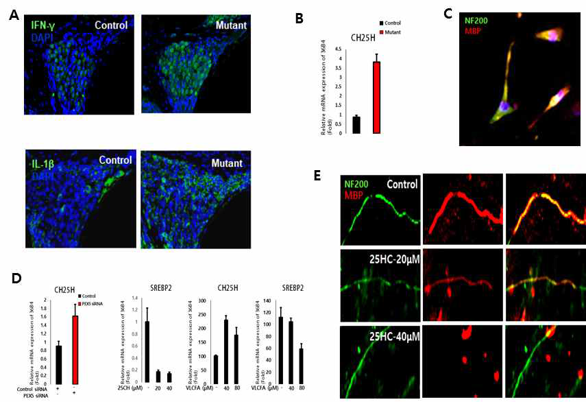 Pex5 deficiency induces IFN-gamma, IL-1beta and 25-cholesterol hydroxylase mRNA expression