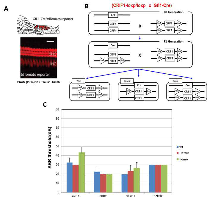 Scheme to generation for cochlea specific CRIF1 -/- mice and the effect of CRIF1 deficiency on hearing function