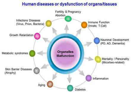 Human disease or dysfunction of organs/tissue