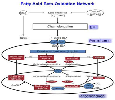 Fatty acid beta-oxidation network