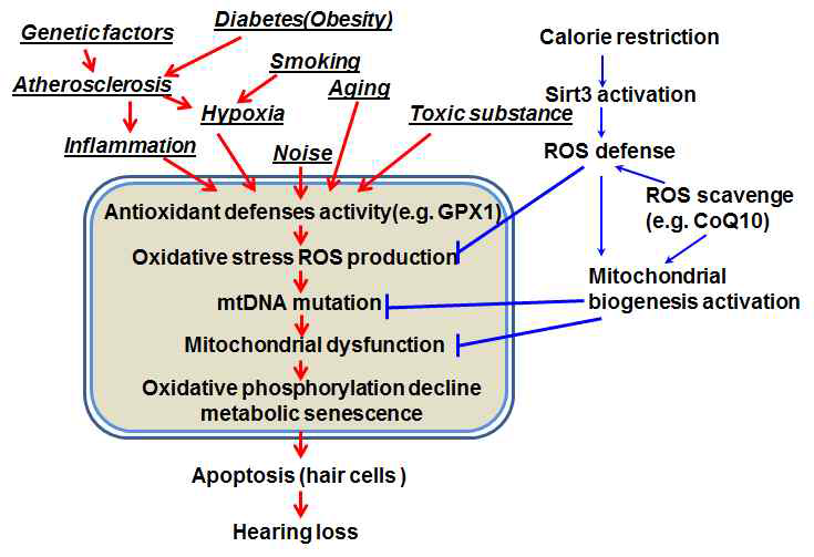 Adverse and protective effects of hearing loss in multifactor-mediated mitochondria damage