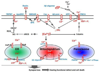 Calcium storage and signaling pathway in intracellular organelles