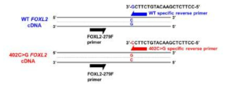 allele-specific PCR 모식도