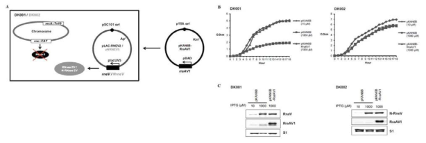 A. RneV 또는 N-RneV 그리고 RraAV1 동시발현 과정. B. RNase EV가 과발현한 대장균 생장에 미치는 RraAV1의 동시발현 효과. C. OD600 = 1.5에서 추출한 각 샘플별 western blot