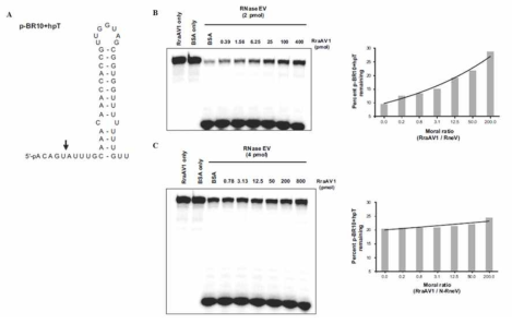 A. BR10+hpT RNA의 이차구조. B. RraAV1의 RneV에 의한 p-BR10+hpT 분해 저해. C. RraAV1의 N-RneV에 의한 p-BR10+hpT 분해 저해