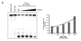시험관 내에서의 RraAS1 에 의한 M-Rns 의 리보핵산가수분해 활성정도 분석