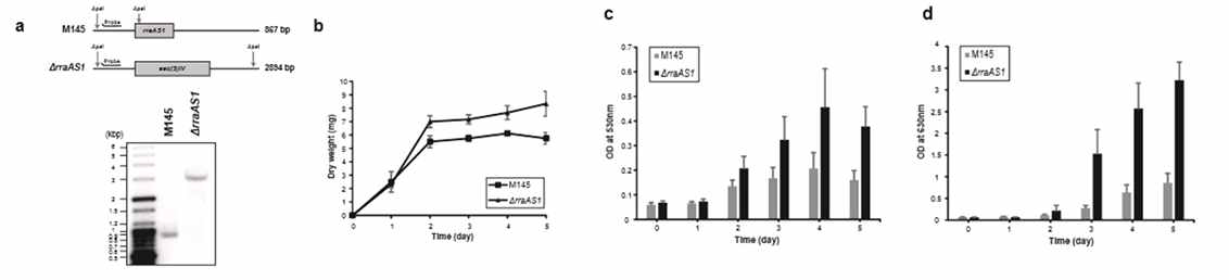 A. rraAS1 결실 균주 제작 B. 야생형과 rraAS1 결실 균주의 생장 분석 C. 야생형과 rraAS1 결실 균주의 Actinorhodin 항생제 생산량 분석 D. 야생형과 rraAS1 결실 균주의 Undecylprodigiosin 항생제 생산량 분석