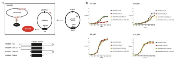 A. 대장균(E.coli) 내 KSL2005-2008 균주모델 및 RNase ES 도메인B. KSL2005-2008 균주의 세포생장곡선