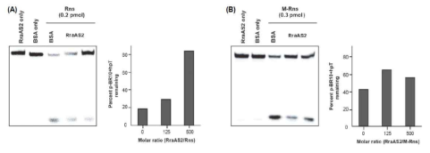 A. 시험관 내에서의 RraAS2 에 의한 RNase ES 의 리보핵산가수분해 활성정도 분석 B. 시험관 내에서의 RraAS2 에 의한 M-Rns 의 리보핵산가수분해 활성정도 분석