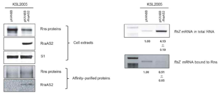 RraAS2 에 의한 RNase ES 의 RNA 결속능력 분석