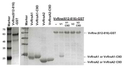 VvRNase E와 VvRraA 단백질의 상호 작용