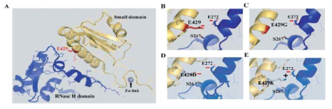 A. 두 개의 프로토머에 각각 존재하는 Small 도메인과 RNase H 도메인 사이의 결합 모식도. B. 자연생 잔기(E429와 E272) 사이의 charge repulsion. C. E429G 변이체와 E272 사이의 결합. D. E429D 변이체와 E272 사이의 결합. E. E429K 변이체와 E272 사이의 결합