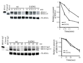 생체 내에서의 RNA I(위 패널)과 BR10-hpT의 반감기 측정 결과