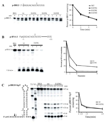 시험관에서의 E429G에 의한 RNase E의 분해능 분석 A. p-BR13 분해. B. p-RNA I 분해. C. p-BR10+hpT 분해