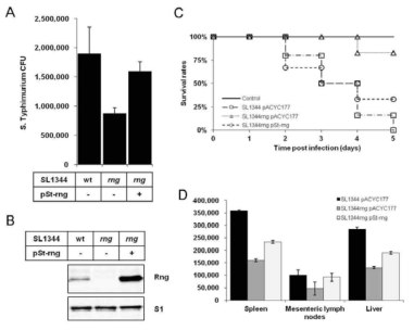 RNase G와 살모넬라균의 병원성과의 상관성 A. 각 균주의 침투성 능력 측정. B. 웨스턴블롯을 통한 각 균주에서 RNase G 발현 확인. C. 각 균주에 감염된 쥐의 생존율 측정. D. 감염된 쥐의 장기에서 각 균주의 CFU 측정