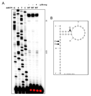 hns mRNA의 분해 자리 예측. A. 프라이머 연장 기법을 통한 분해 자리 예측. B. hns mRNA의 2차구조 모식도