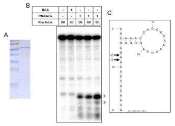 시험관내에서 hns mRNA 분해 A. 살모넬라균에서 추출한 RNase G 확인. B. 시험관내에서 hns mRNA 분해 실험. C. hns mRNA의 2차구조 모식도