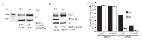 RNase III에 의한 proP 발현의 감소조절