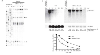 생체 내 RNase III 분열에 대한 proP mRNA의 RNase III 절단 부위에서의 치환 효과