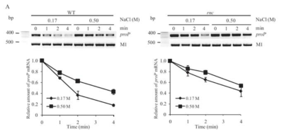 고 삼투 스트레스 조건에서 RNase III 활성이 proP에 미치는 영향