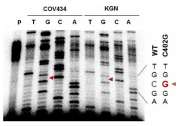 KGN, COV434 세포를 이용한 primer extension