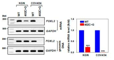 allele-specific RT-PCR을 통한 KGN, COV434 cell line에서의 WT과 variant FOXL2 mRNA 발현양 비교