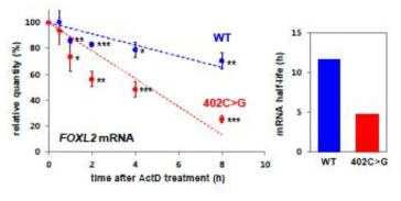 KGN cell에서의 WT과 variant FOXL2 mRNA decay rate 비교