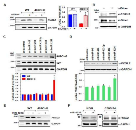 miR-1236의 의한 variant FOXL2 mRNA의 선택적인 downregulation. (A, B) Dicer knockdown에 의한 FOXL2 mRNA level 변화 (A) 및 FOXL2 단백질의 변화 (B). (C, D) anti-miRNA 처리 시 FOXL2 mRNA level 변화 (C) 및 FOXL2 단백질의 변화 (D). (E, F) miR-1236 과발현 시 FOXL2 mRNA level 변화 (E) 및 FOXL2 단백질의 변화 (F)