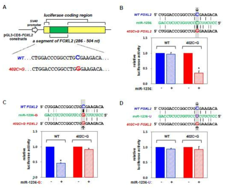 FOXL2 402C>G 부위를 타겟팅 하는 miR-1236에 의한 allele-specific 발현조절. (A) FOXL2 mRNA의 CDS를 포함하는 luciferase reporter contruct 모식도. (B-D) 각각 miR-1236 (B), miR-1236-G (C), 그리고 miR-1236-U (D)를 transfection 하였을 때 luciferase activity