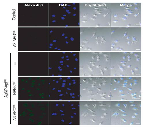 AuNP-AptHis 전달체를 이용하여, AMP를 사람 세포주인 HeLa 세포로 전달 확인