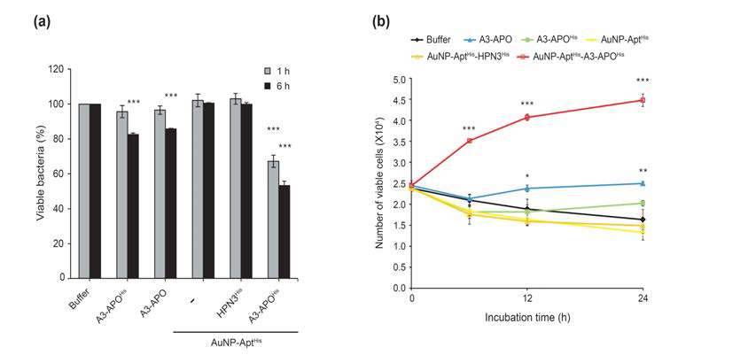 AuNP-AptHis 전달체를 이용하여 전달 된 AMP의 HeLa 세포에서 항 미생물 효과와 생존능 증가 확인