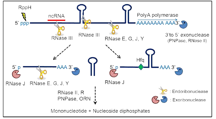 원핵세포에서의 ribonuclease에 의한 RNA 분해 및 성숙 기작 모식도