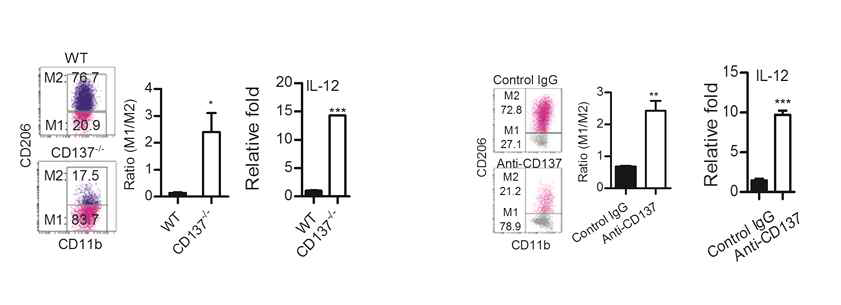 CD137-/- 생쥐와 항-CD137 항체를 주입한 쥐의 종양에서 IL-12를 생산하는 M1 대식세포의 수가 증가함