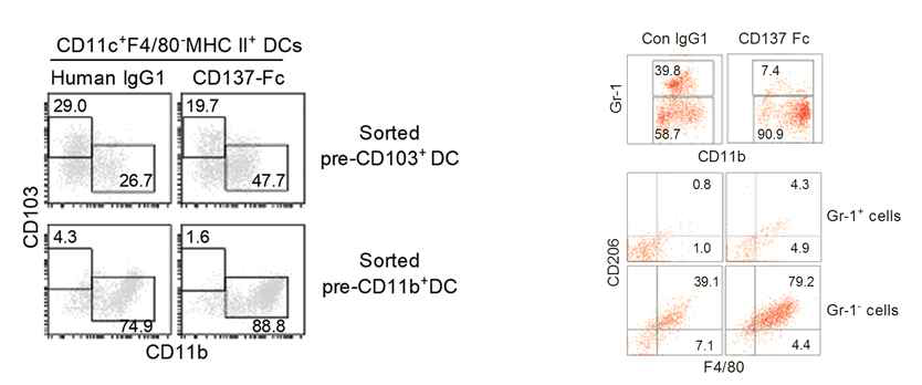 분리한 pre-CD103+ DC, pre-CD11b+ DC 혹은 immature monocyte를 CD137-Fc로 자극하면 DC2 분화와 M1 대식세포의 분화가 촉진됨
