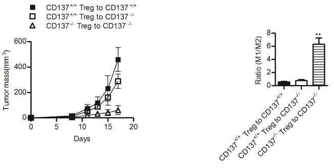 WT Treg 세포를 CD137-/- 생쥐에 입양전달하면 종양의 성장이 회복되며 종양에서 M2 대식세포의 수가 회복됨