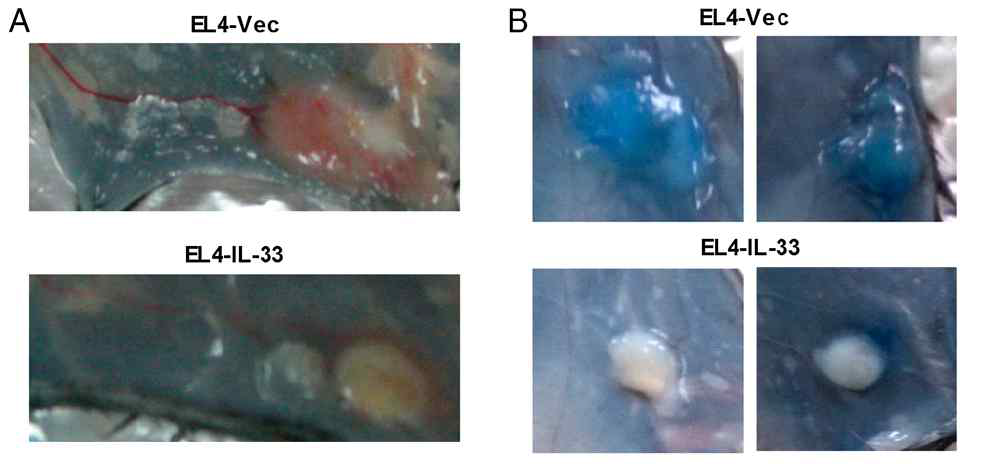IL-33이 과발현된 종양에서 형성된 혈관의 투과성이 현저히 감소함. (A) 종양의 육안 사진. (B) 종양 의 투과성 결과를 보여주는 사진