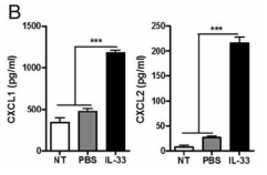 종양에서 분리한 ILC2는 IL-33의 자극을 받으면 CXCL1/2가 생산됨