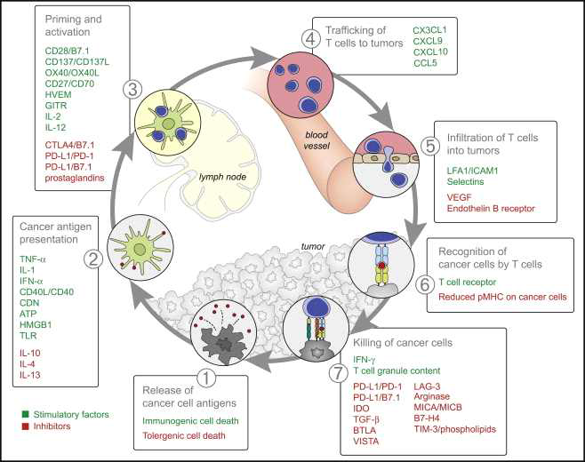 항암면역을 자극하거나 억제하는 면역체크포인트 표적분자 (Immunity, 2013)