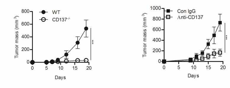 CD137-/- 생쥐와 항-CD137 항체를 주입한 쥐에서 공히 종양의 성장이 억제됨