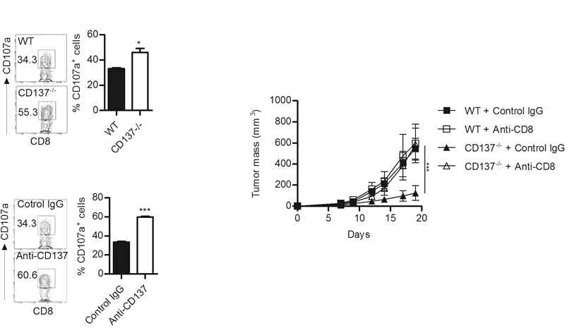 CD137-/- 생쥐와 항-CD137 항체를 주입한 쥐에서 전신성 세포독성 반응이 증가되어 있으며 세포 독성 CD8+ T 세포가 제거된 생쥐에서는 종양의 성장이 정상적으로 일어남