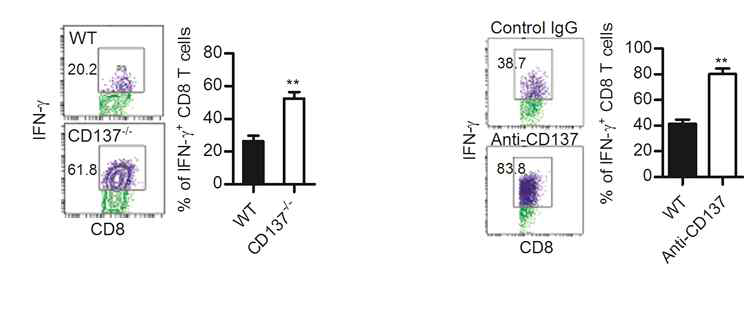 CD137-/- 생쥐와 항-CD137 항체를 주입한 생쥐의 종양에서 IFN-γ를 생산하는 CD8+ T 세포가 증가함
