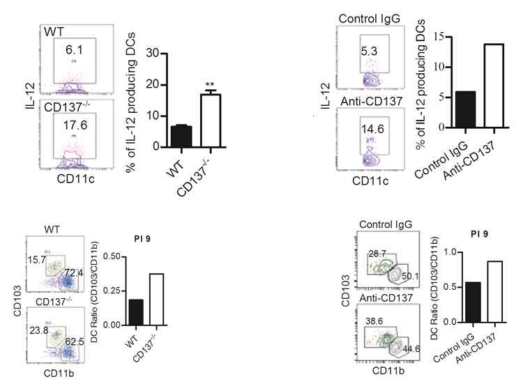 CD137-/- 생쥐와 항-CD137 항체를 주입한 쥐의 종양에서 IL-12를 생산하는 DC1 수가 증가함