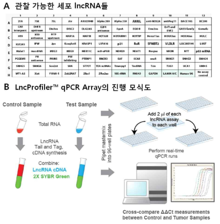 LncProfiler™ qPCR Array